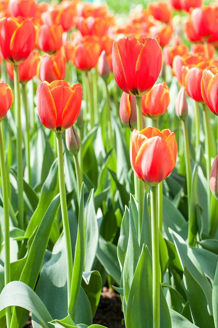 Tulipa, rot