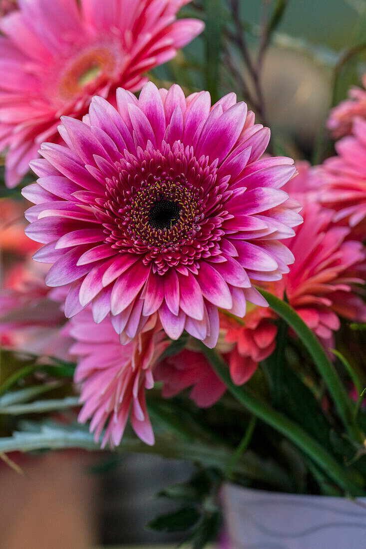 Gerbera, rosa