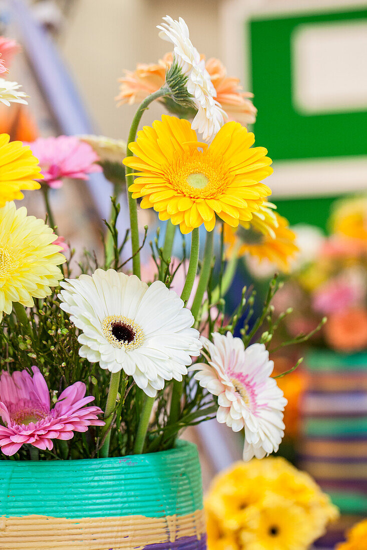 Gerbera