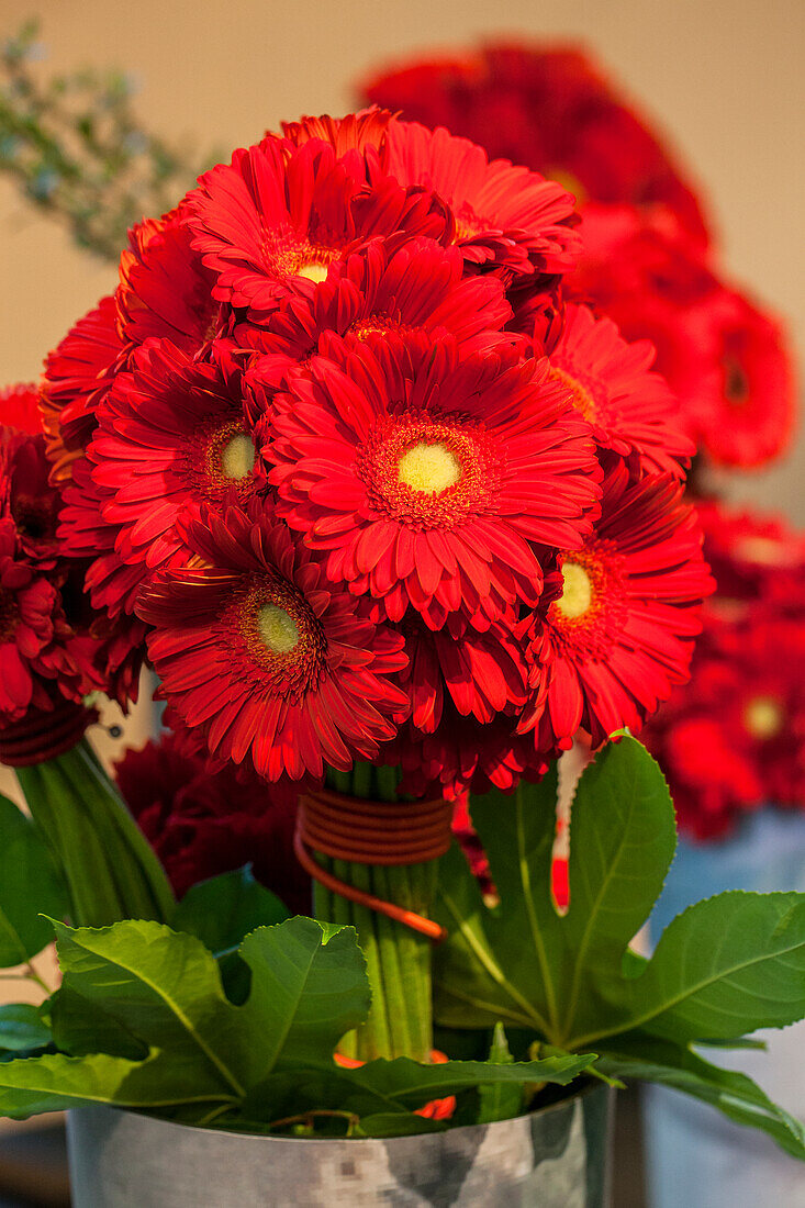 Gerbera, rot