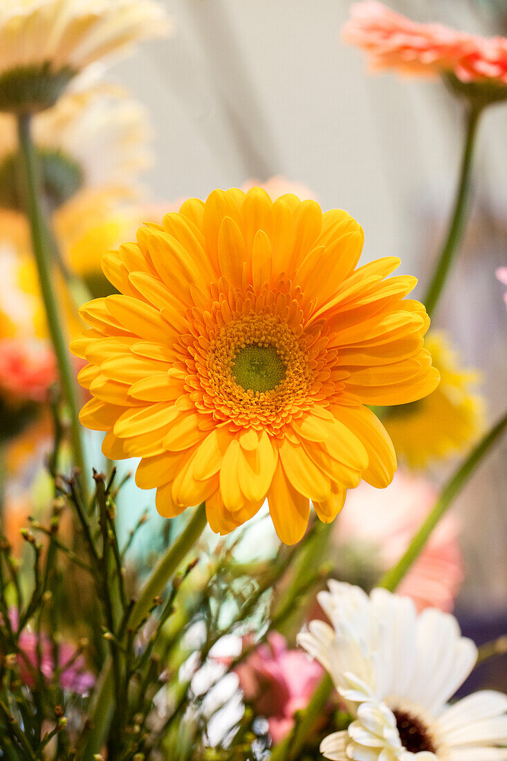 Gerbera, yellow