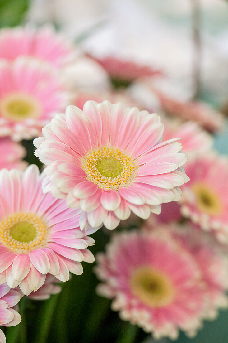 Gerbera, rosa