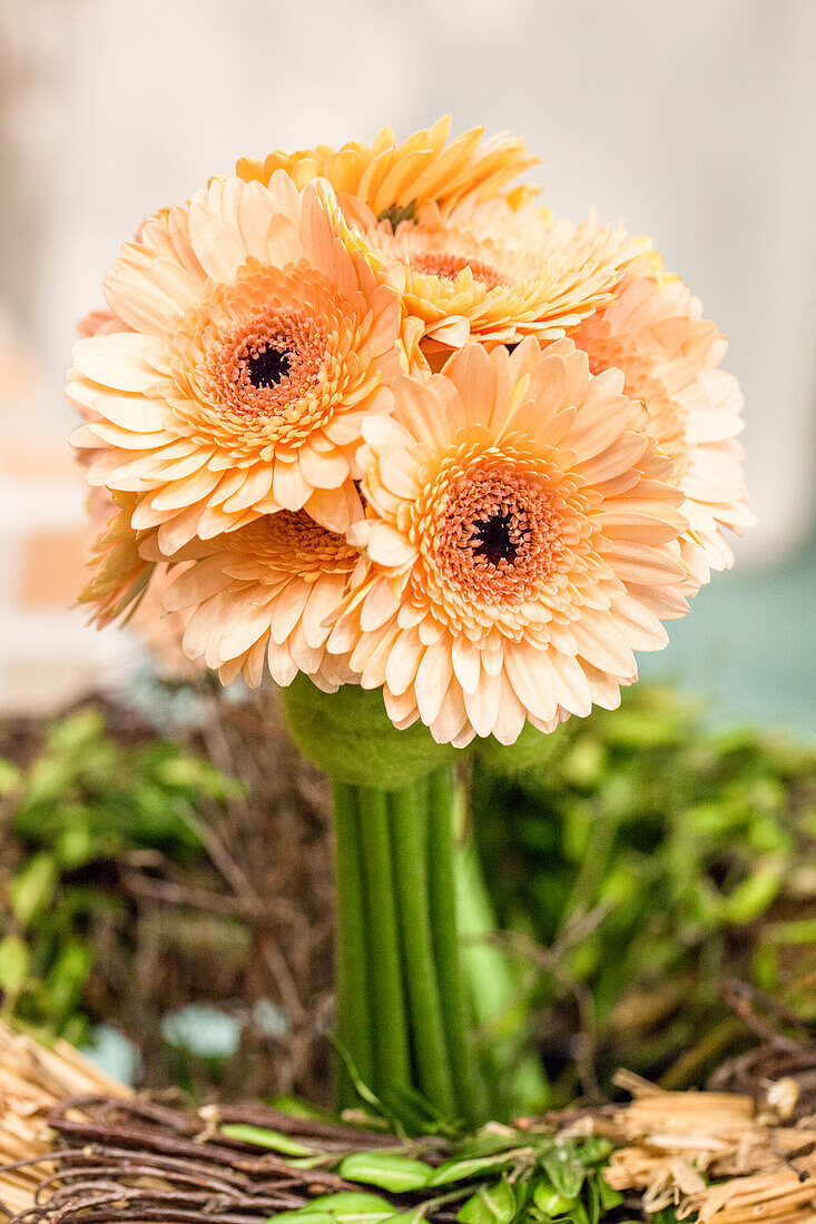 Gerbera