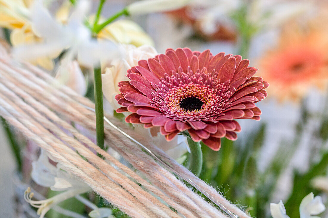 Gerbera