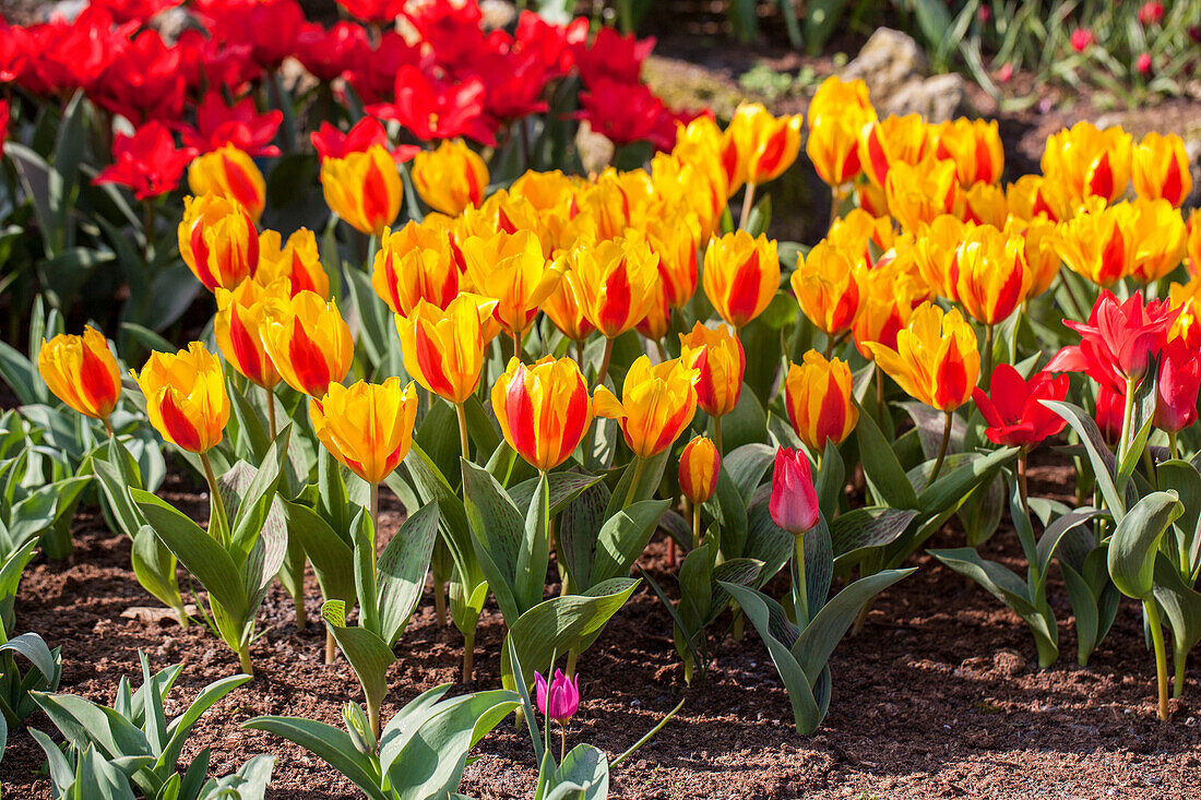 Tulipa, yellow-red