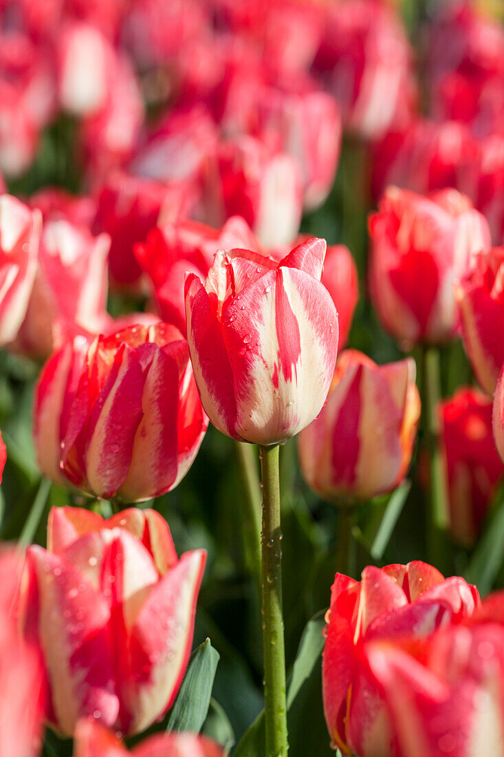 Tulipa 'Spryng Break'