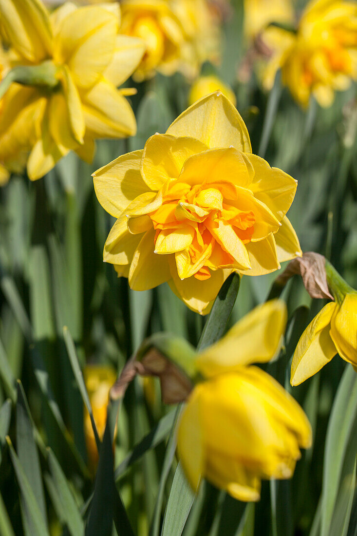 Narcissus Double