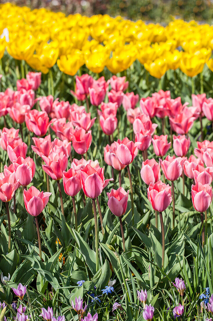 Tulipa, pink