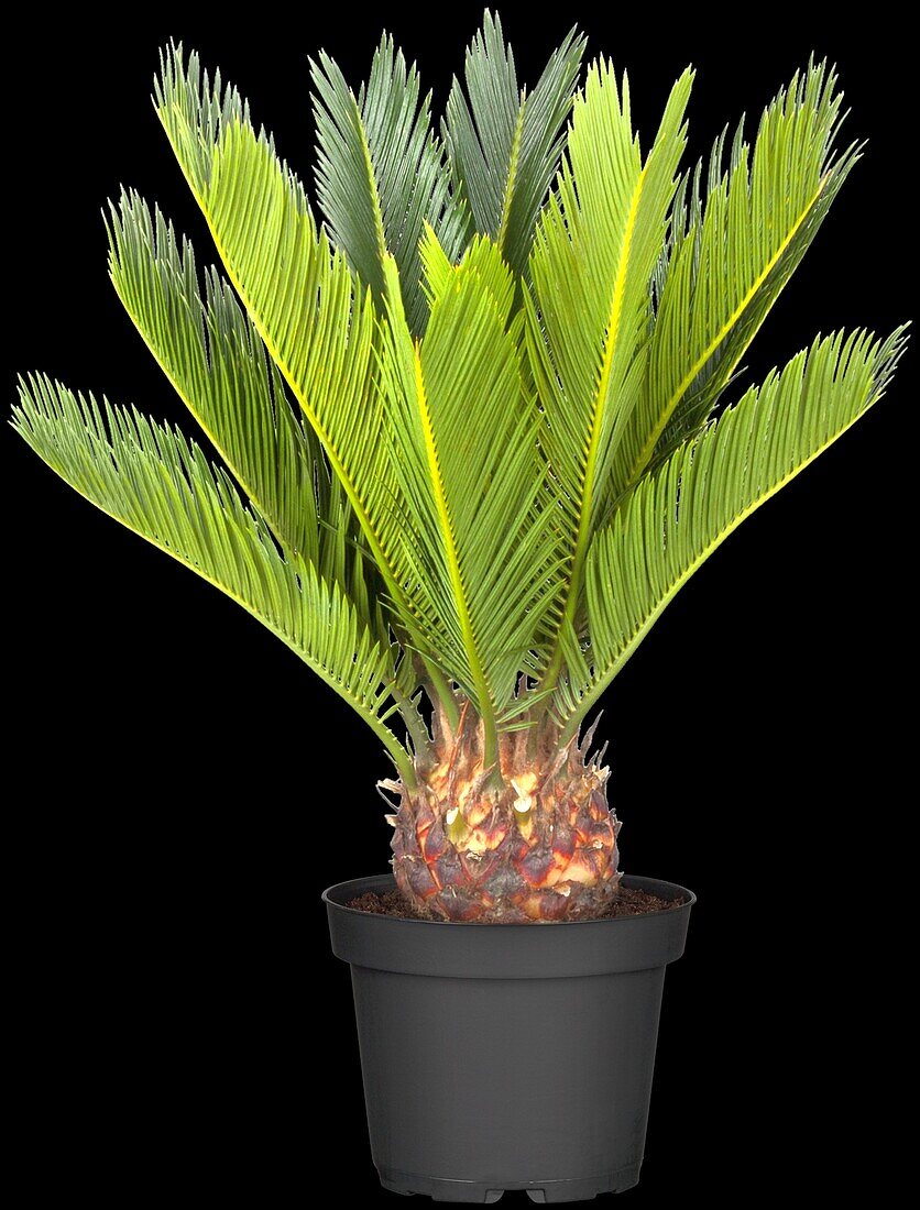 Cycas revoluta