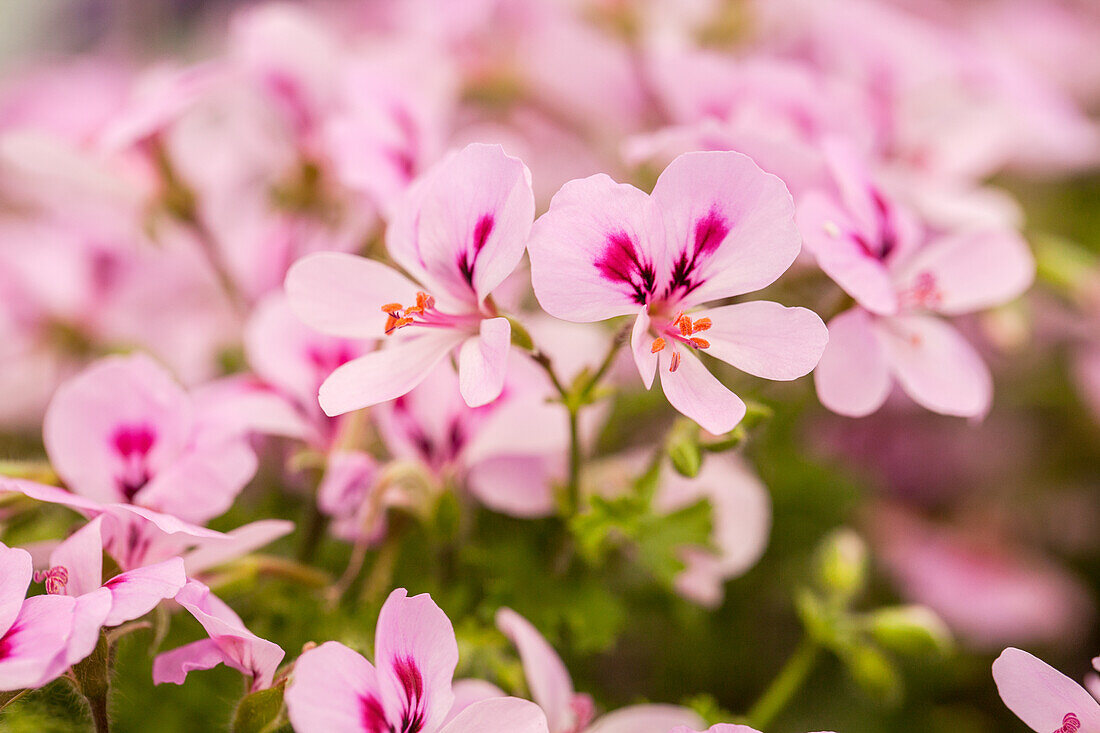 Pelargonium peltatum