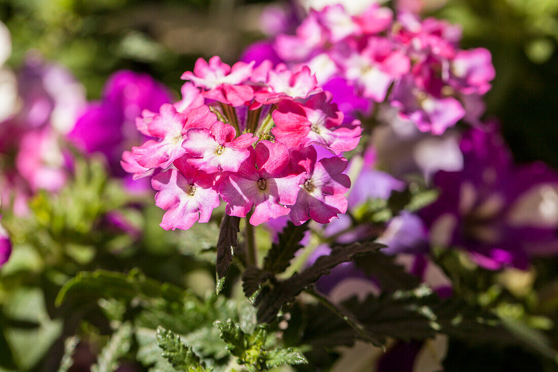 Verbena 'Hurricane™ Pink'