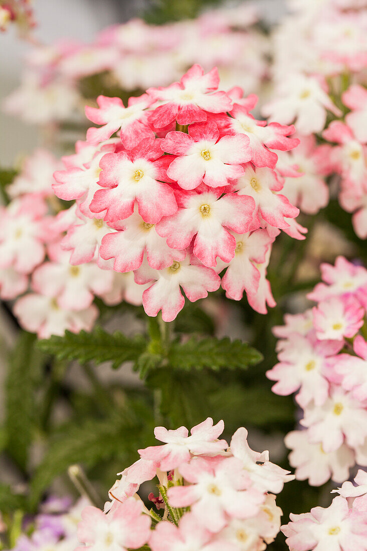 Verbena 'Hurricane™ Pink'