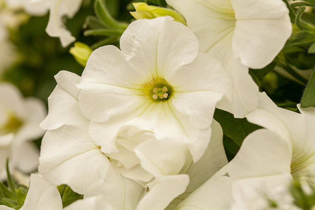 Petunia 'Perfectunia® White'