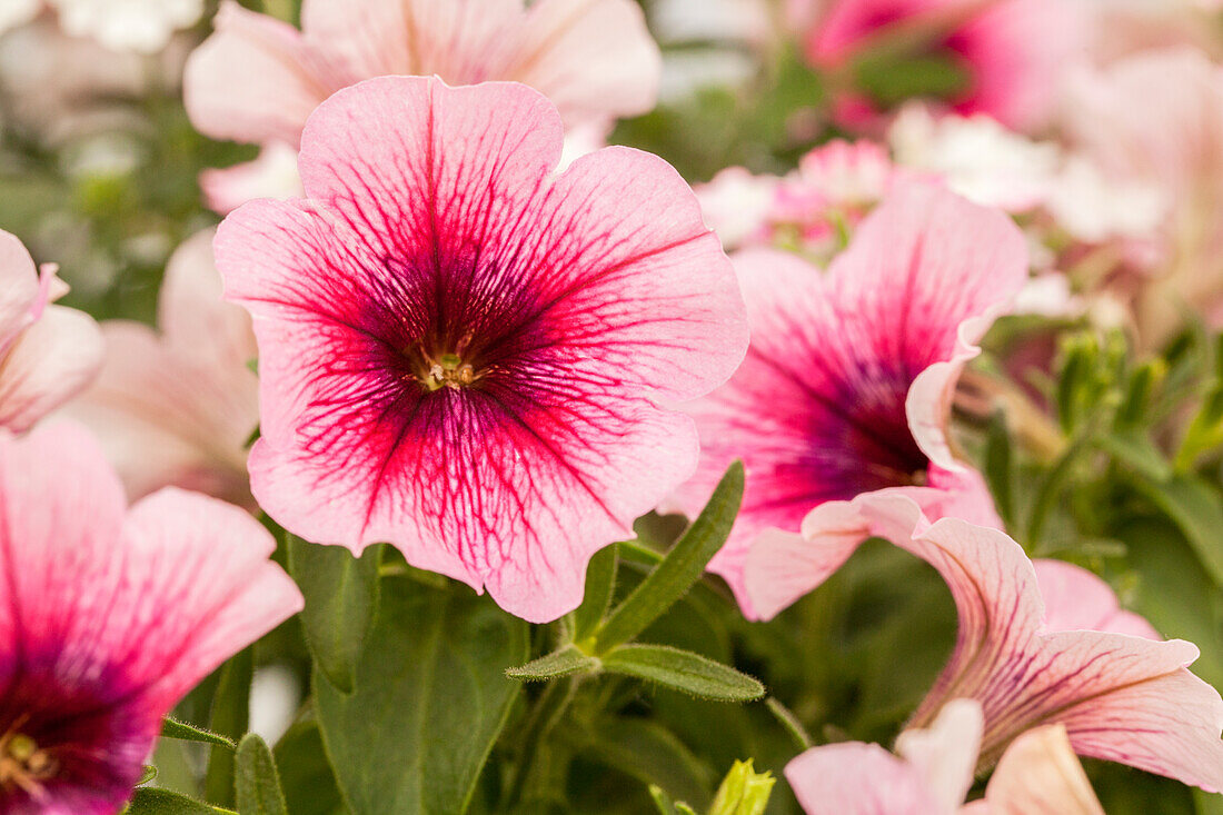 Petunia 'Perfectunia® Amarena'