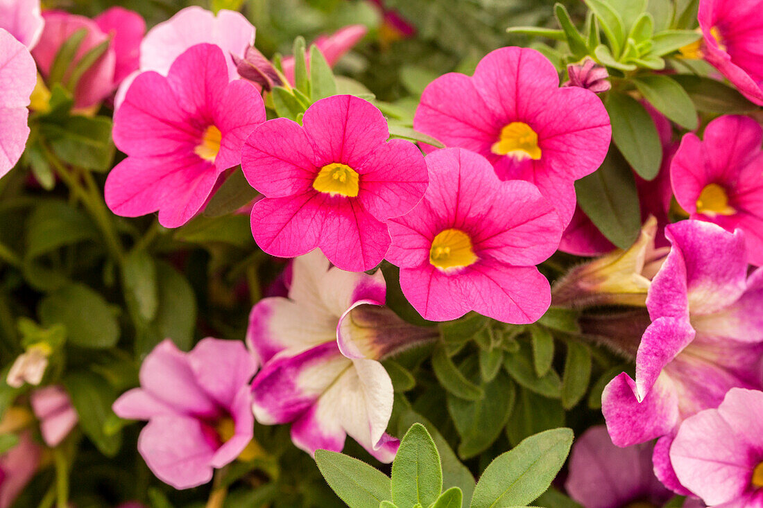 Calibrachoa, rosa