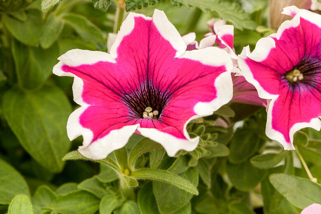 COLOR POP! Pink Flutter