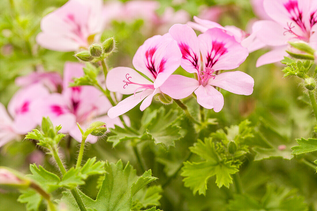 Pelargonium peltatum 'Lemona'