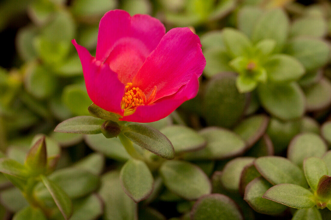 Portulaca 'Colorblast™ Plumberry'