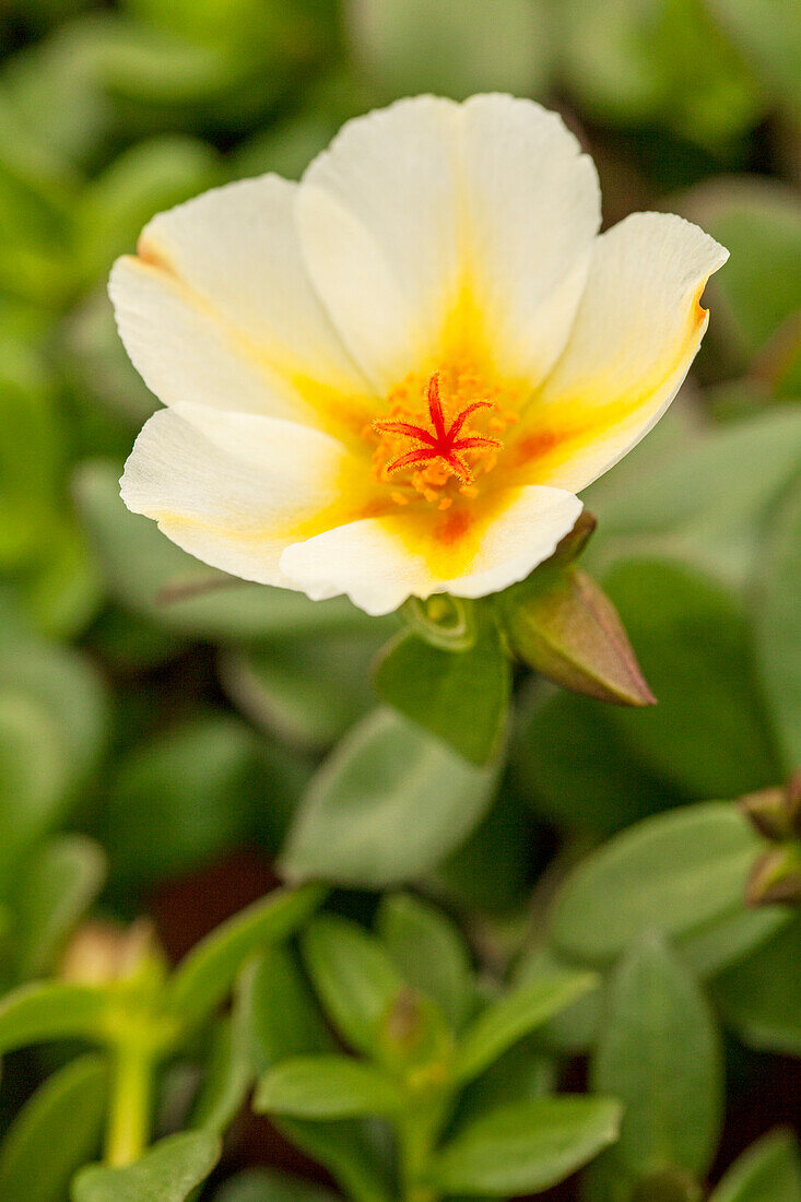 Portulaca COLORBLAST™ 'Mango Mojito'