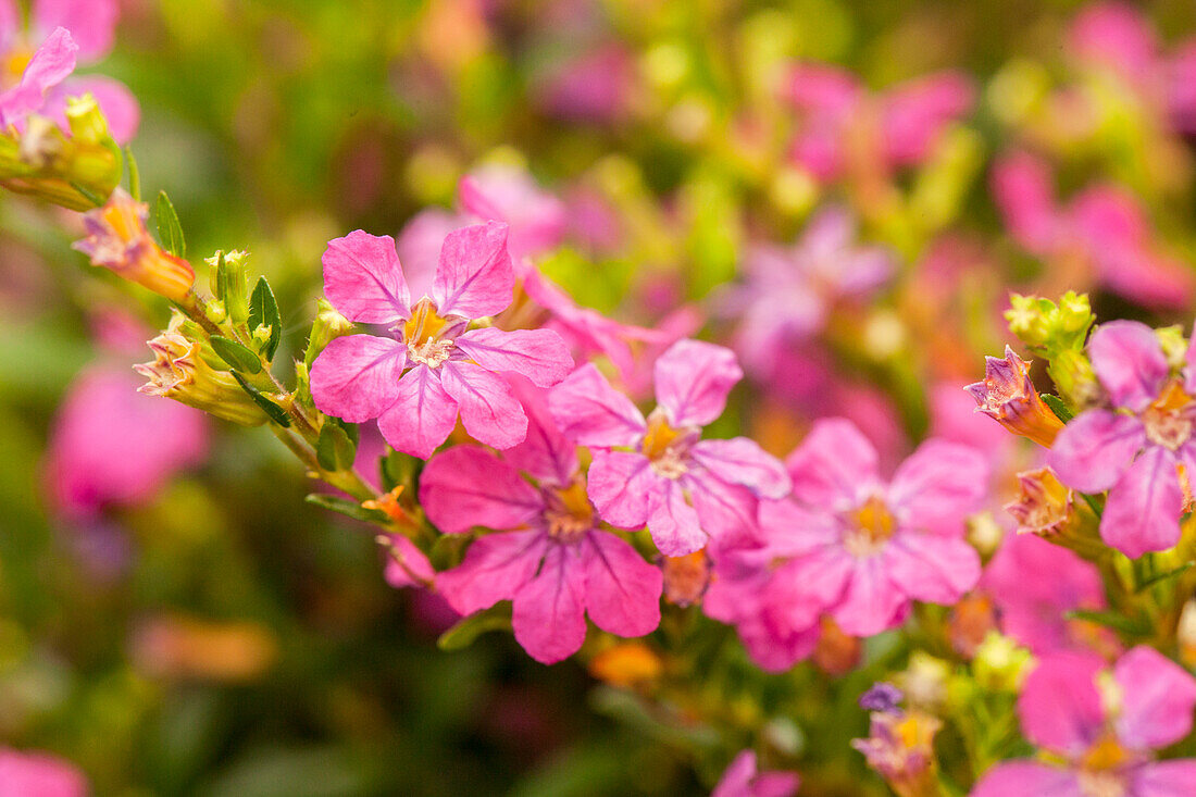 Cuphea 'Floriglory® Diana'