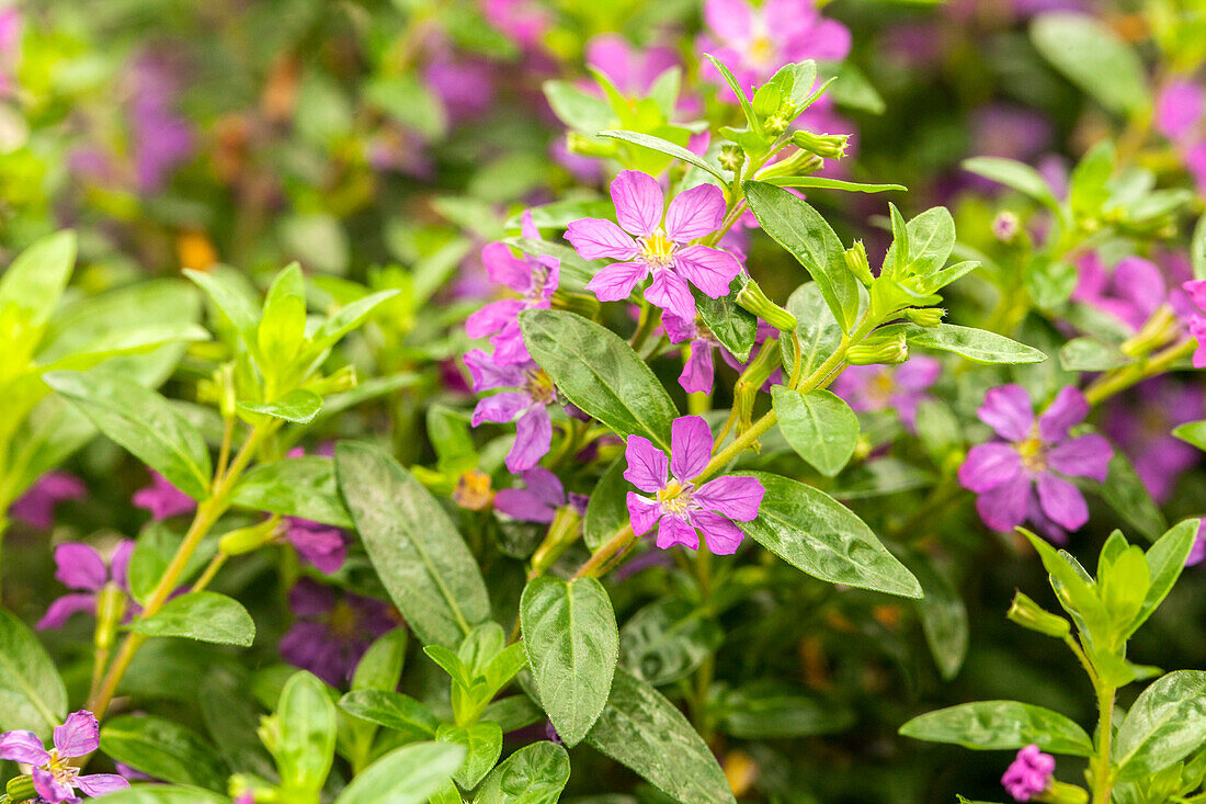 Cuphea FLORIGLORY® 'Selena (Pelé)'