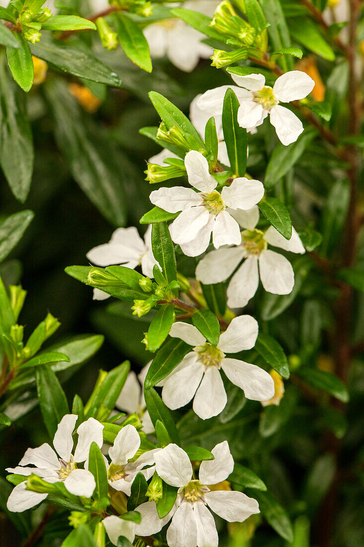 Cuphea 'Floriglory® Maria'