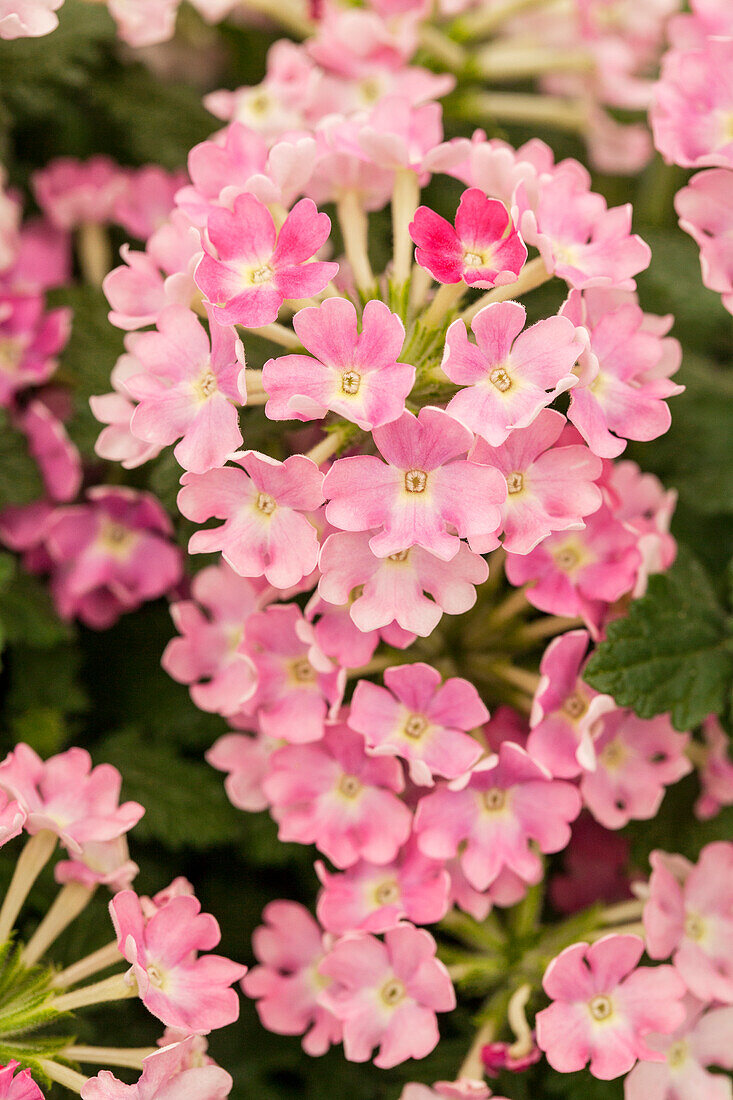 Verbena 'Estrella™ Pink Ballet'