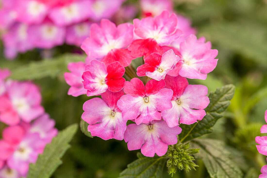 Verbena 'Hurricane™ Violet Red'