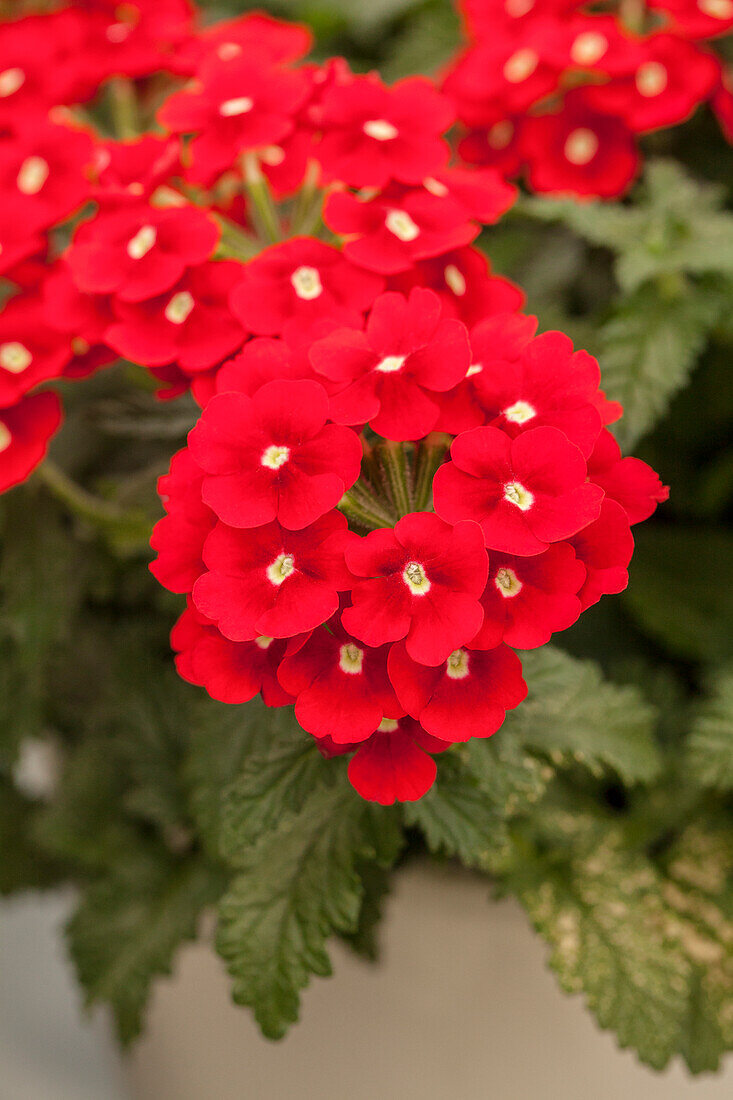 Verbena 'Estrella™ Merlot Impr.'