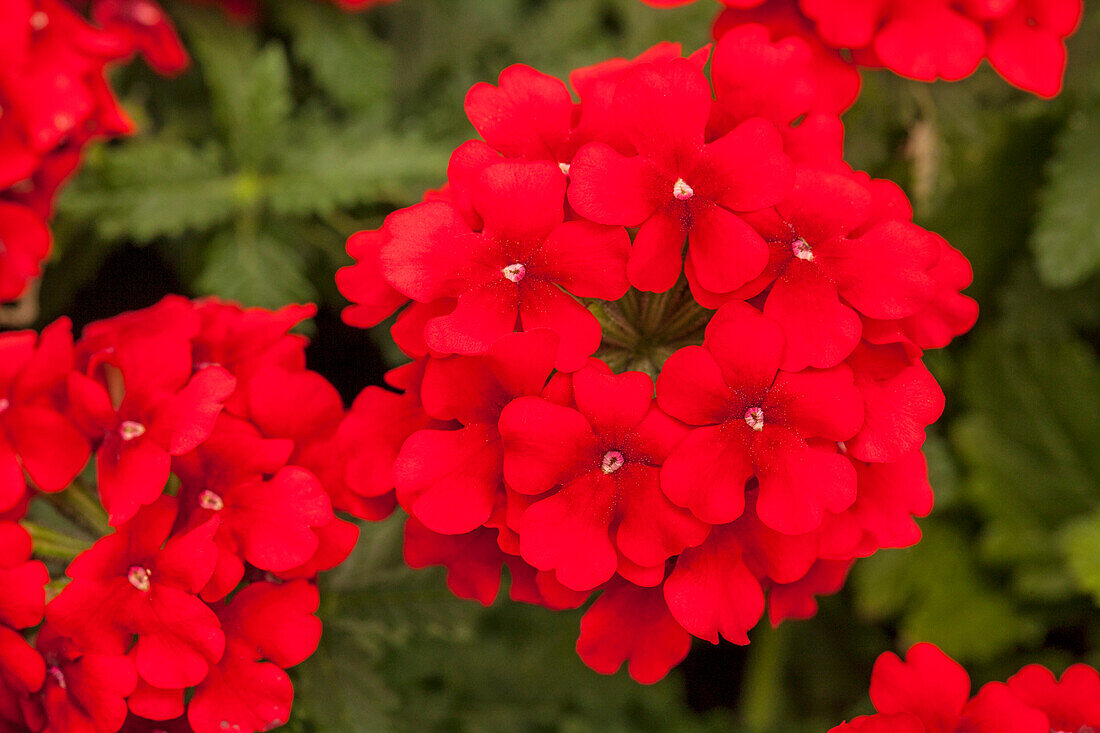 Verbena 'Estrella™ Red'