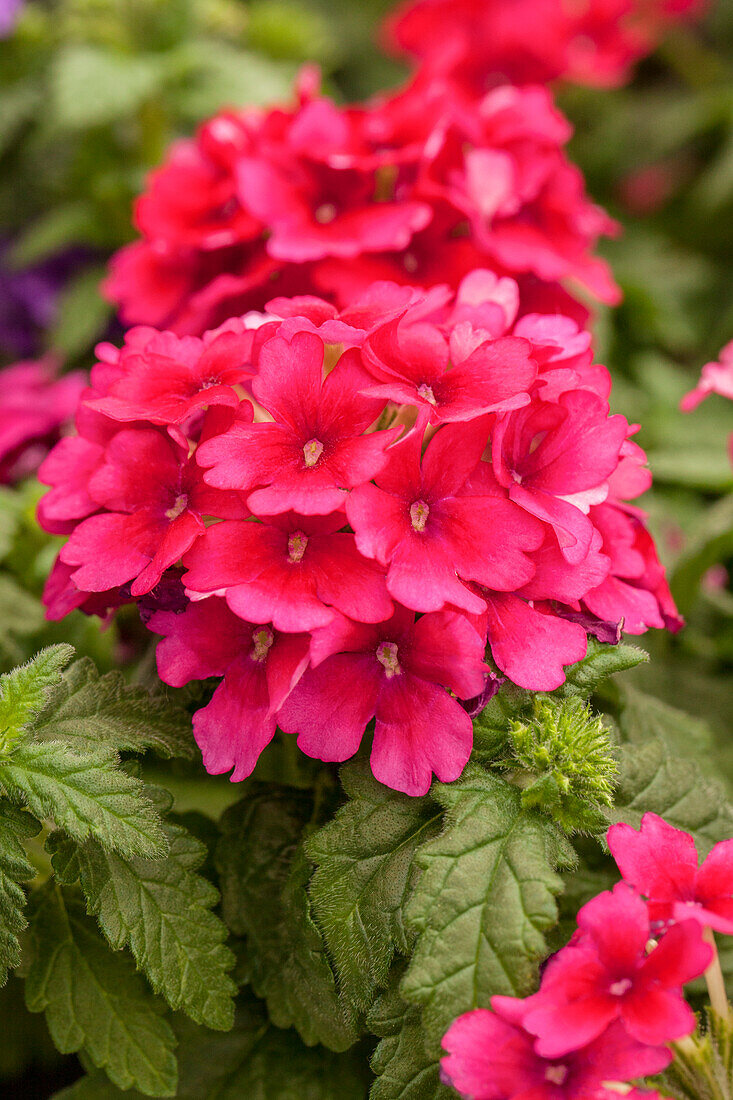 Verbena 'Estrella™ Merlot'