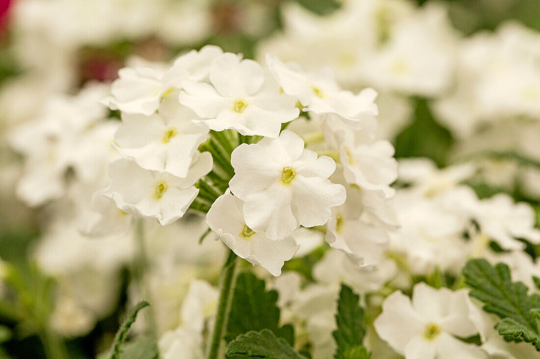 Verbena 'Estrella™ White Impr.'