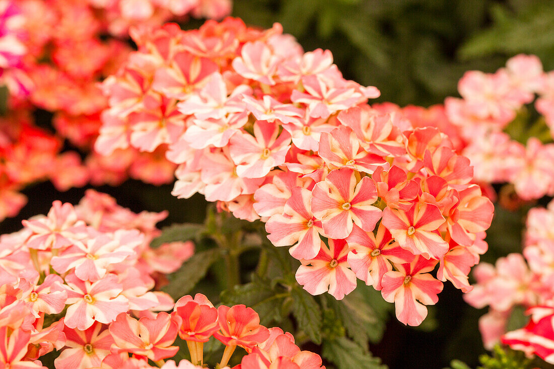 Verbena Voodoo Pink Star