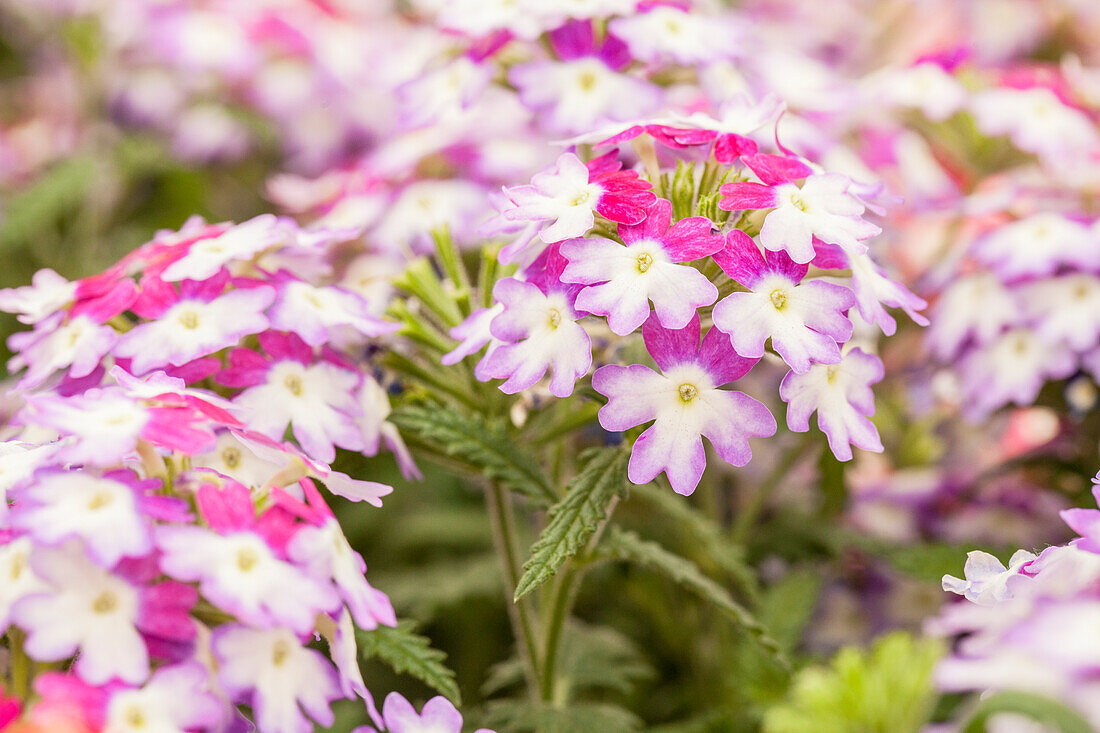 Verbena 'Hurricane™ Purple-Blue'