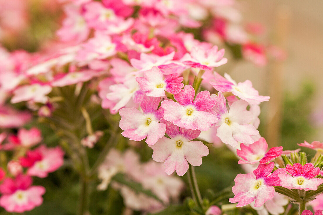 Verbena 'Hurricane™ Pink'