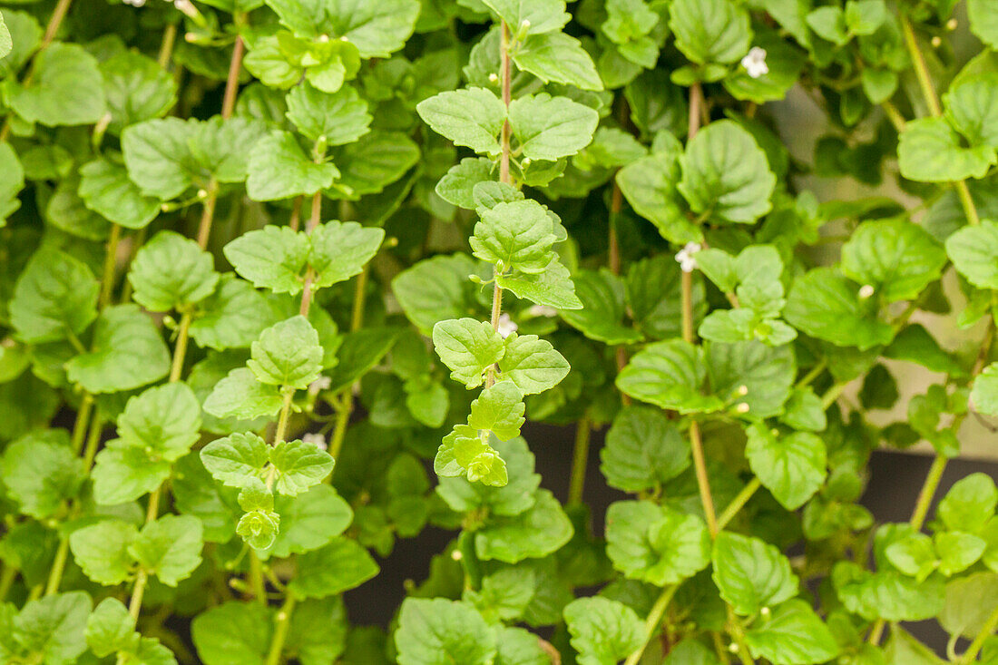 Satureja douglasii 'Indian Mint'