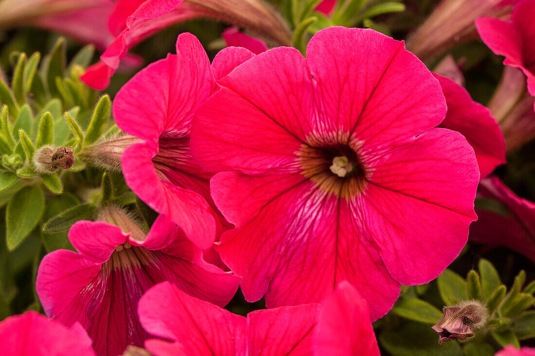 Petunia Perfectunia® Neon Pink