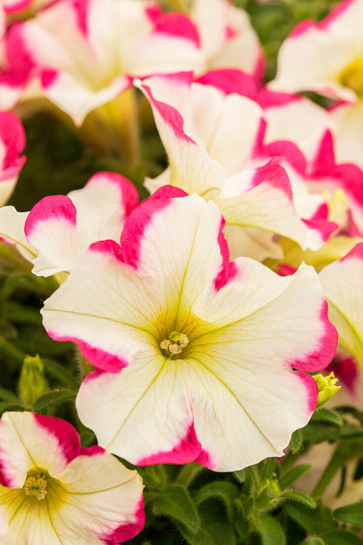 Petunia 'Bingo® Star Rose-White'