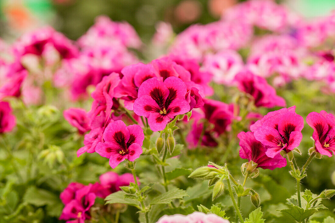 Pelargonium grandiflorum pac® Candy Flowers® 'Violet'