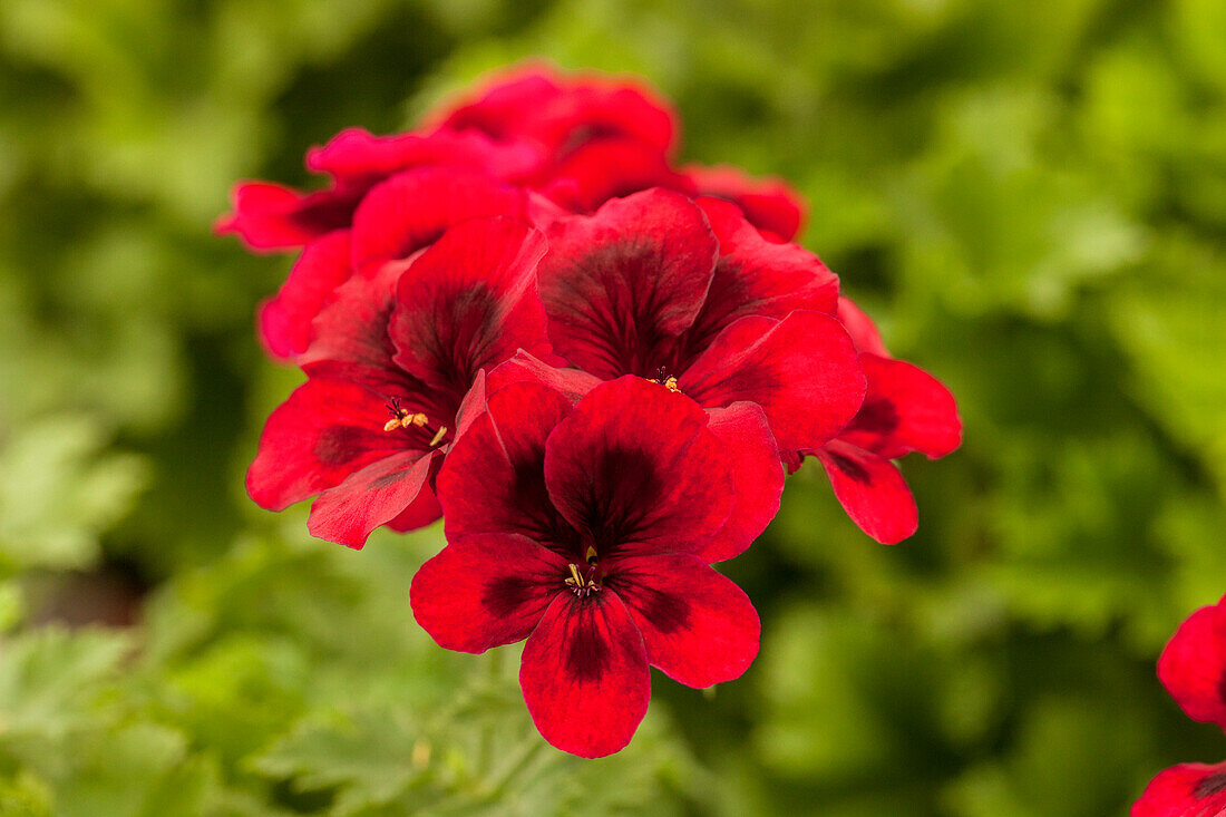 Pelargonium grandiflorum pac® Candy Flowers® 'Dark Red'