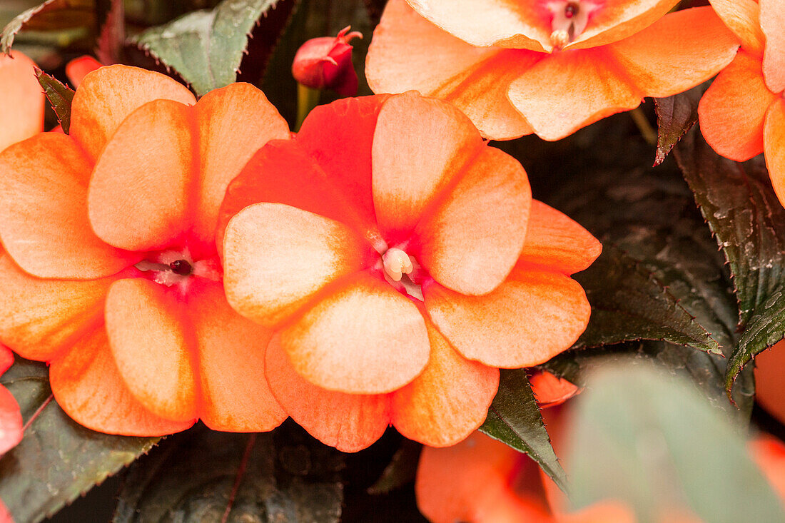 Impatiens New Guinea pac® Impacio® 'Orange Star