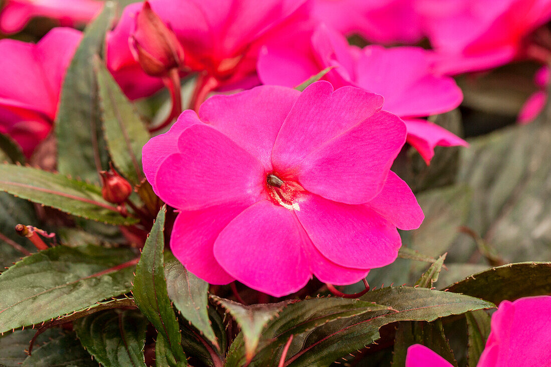 Impatiens New Guinea Impacio® Purple