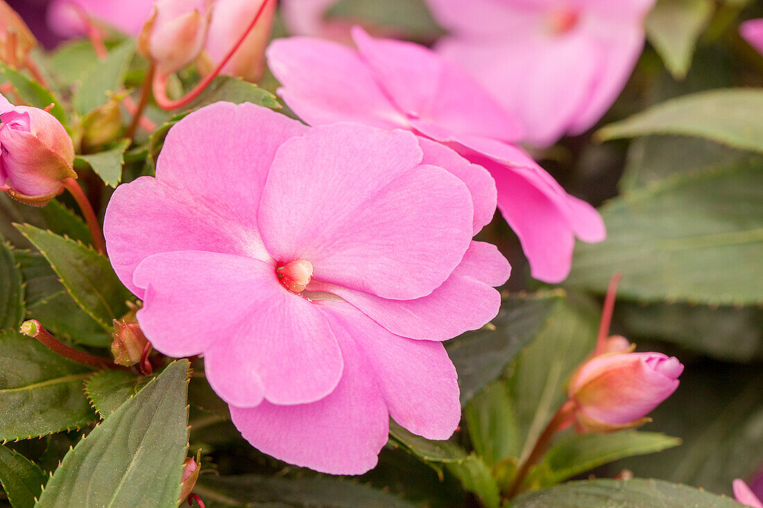 Impatiens Neu-Guinea Impacio® Lilac