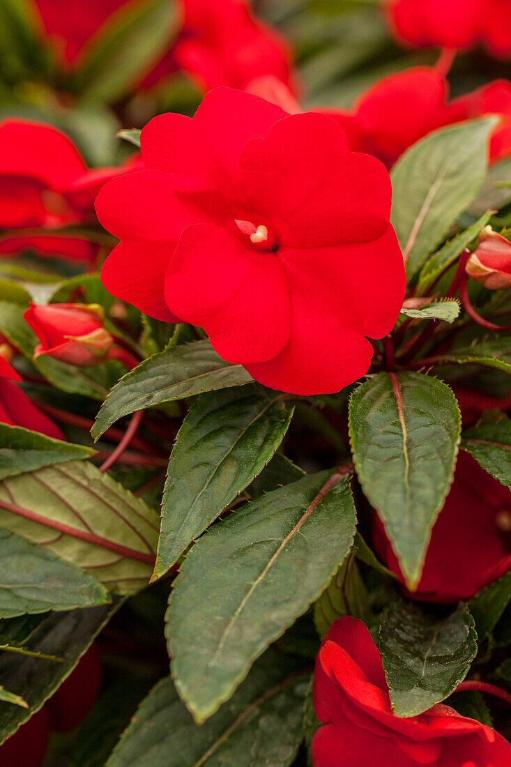 Impatiens Neu-Guinea Impacio® Red