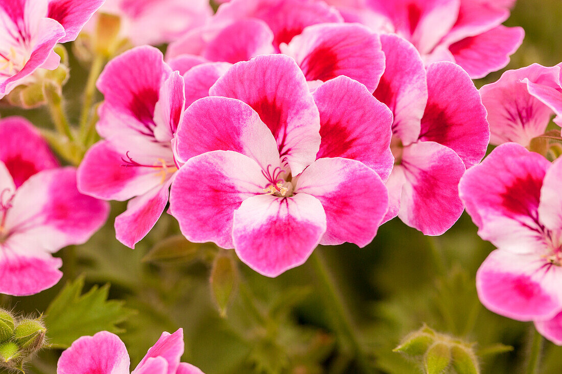 Pelargonium grandiflorum 'Pinkerbell'®