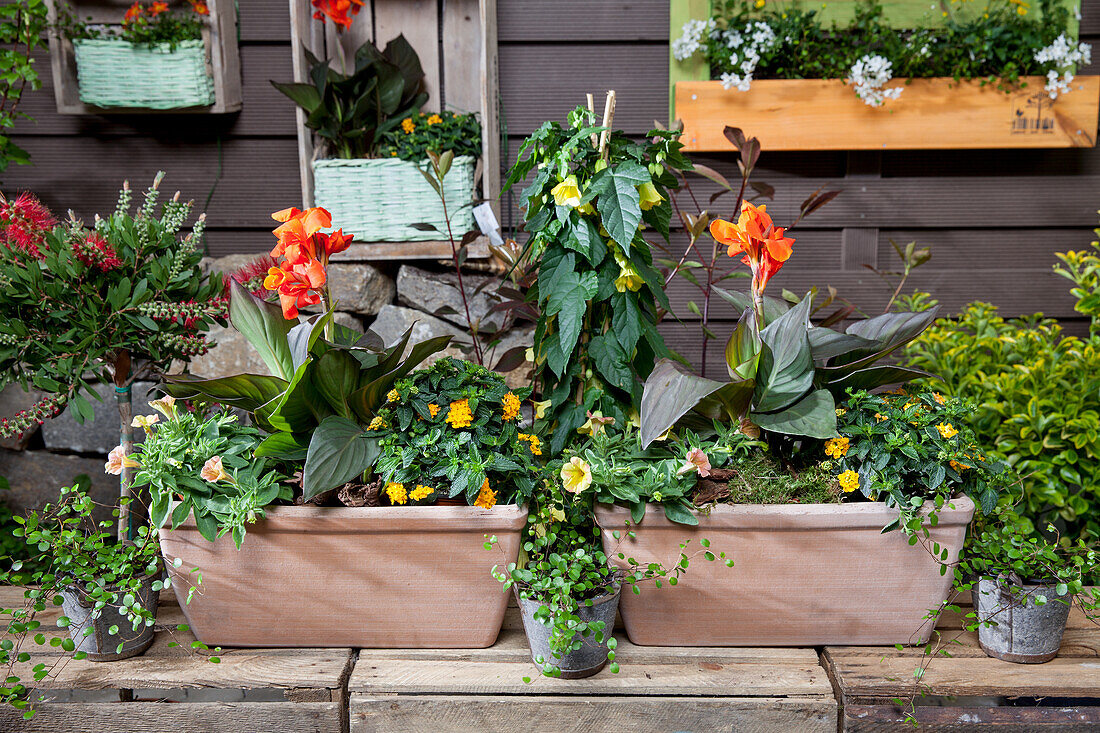 Canna indica, Lantana camara