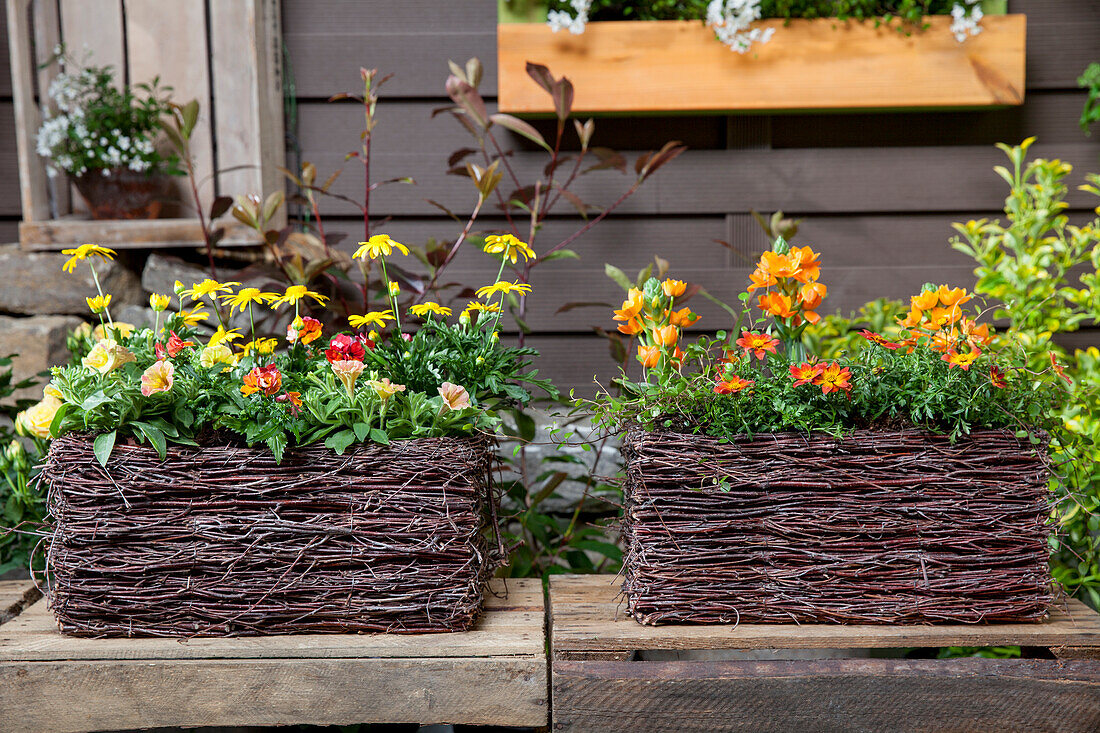 Petunia, Nemesia, Bidens, Ornithogalum dubium, Muehlenbeckia