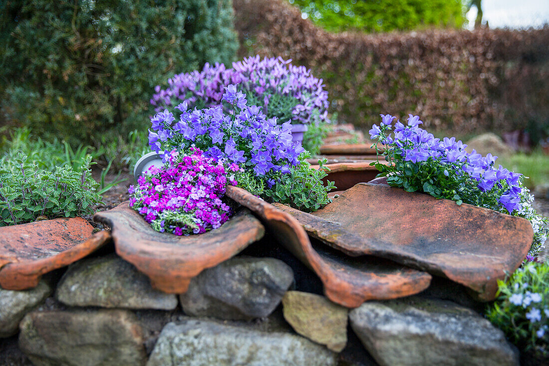 Trockenmauer mit Polsterphlox und Glockenblume