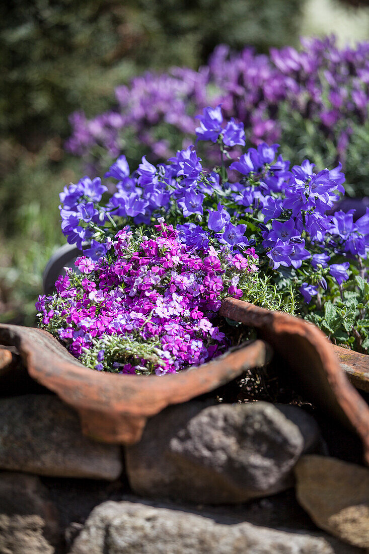 Campanula, Phlox paniculata