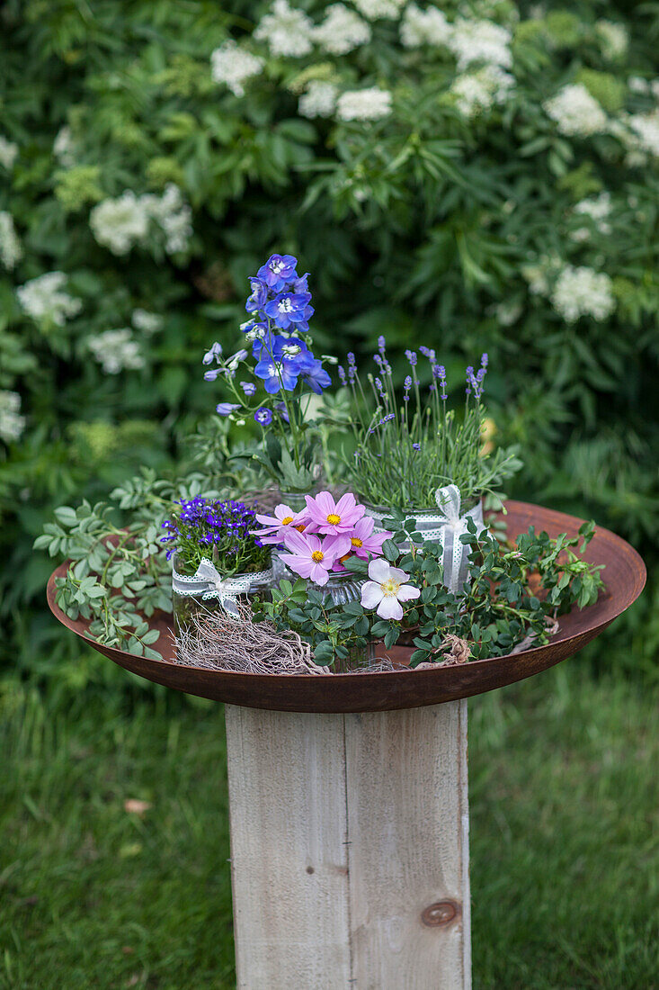 Delphinium, Lavandula, Sedum, Lobelia erinus, Cosmea